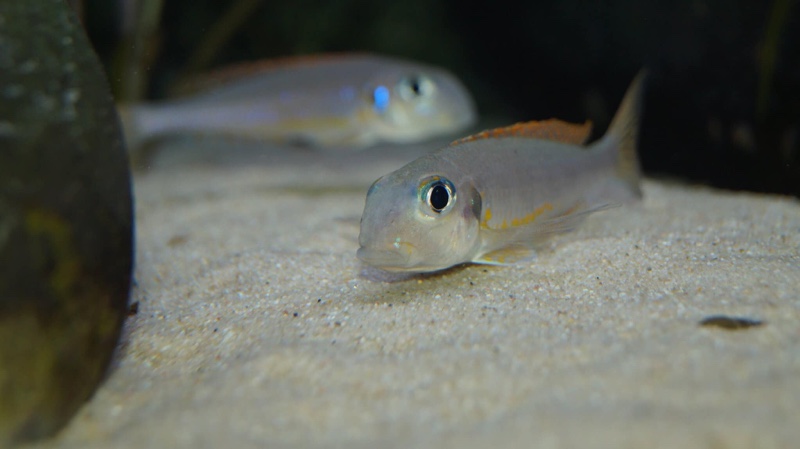 Xenotilapia flavipinnis 'Kiriza'